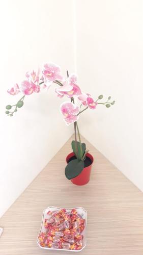 a plant in a red pot next to a plate of candy at Sweet Home Agropoli in Agropoli