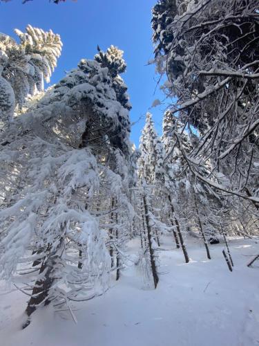 a group of trees covered in snow at The Legits Apartments in Donovaly
