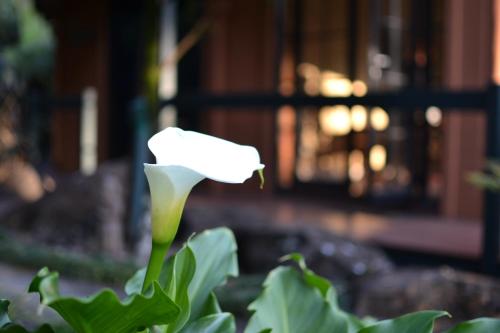 Κήπος έξω από το Escarpment Retreat & Day Spa for Couples