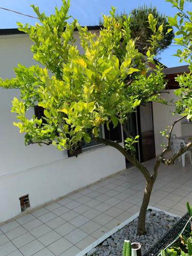 Κήπος έξω από το Quirino Residence