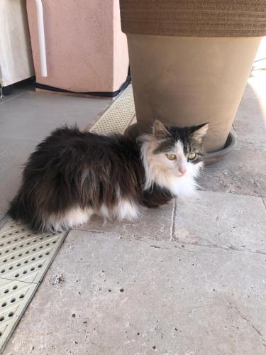 a black and white cat laying under a pot at Vue mer.Tranquilité.Cap d'Ail à 10 mn de MONACO in Cap d'Ail