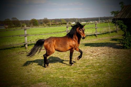a brown horse running in a field near a fence at Agroturystyka u Willima in Mechnica