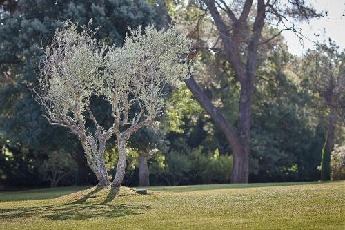 a tree in the middle of a grass field at Mas des Songes in Monteux