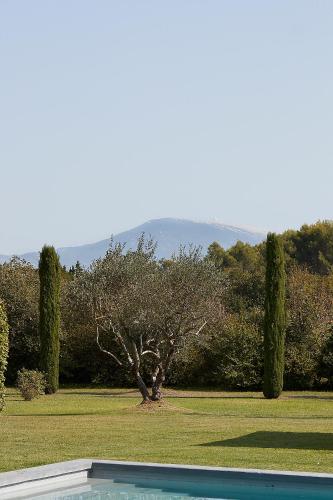 a tree in the middle of a field with a pool at Mas des Songes in Monteux