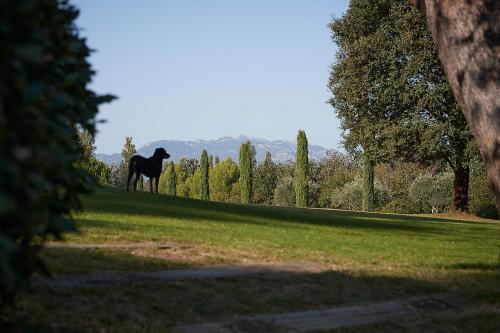 a horse standing on the grass in a field at Mas des Songes in Monteux