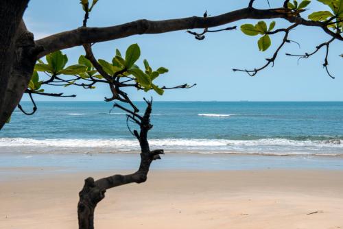 a tree on the beach with the ocean in the background at Radisson Blu Mammy Yoko Hotel in Freetown