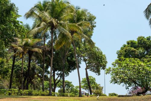 a group of palm trees in a park at Radisson Blu Mammy Yoko Hotel in Freetown