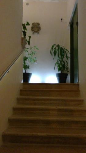 two potted plants on the stairs in a hallway at Dimora di Charme Cassaro 168 in Marsala
