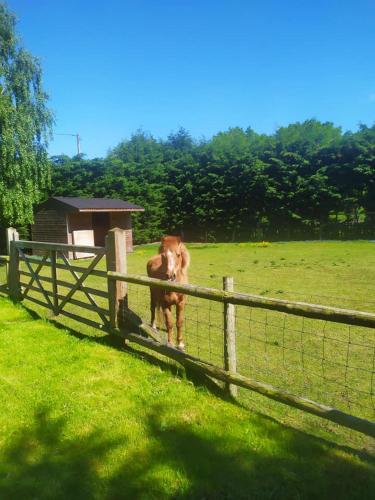 a brown cow standing in a field behind a fence at Yew Tree Barn in Prees