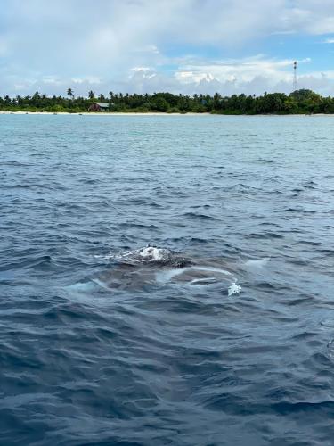 a dolphin is swimming in the water at Thoddoo Beach Holiday in Thoddoo