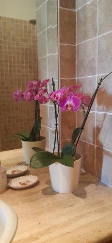 três vasos de plantas sentados no balcão da casa de banho em BEACH HOUSE Alice em Cannigione