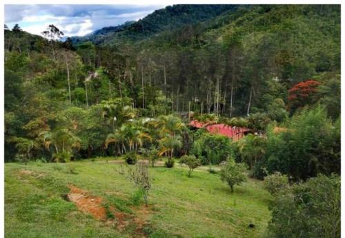 a lush green field with palm trees and a mountain at Navarro mountain in Cartago