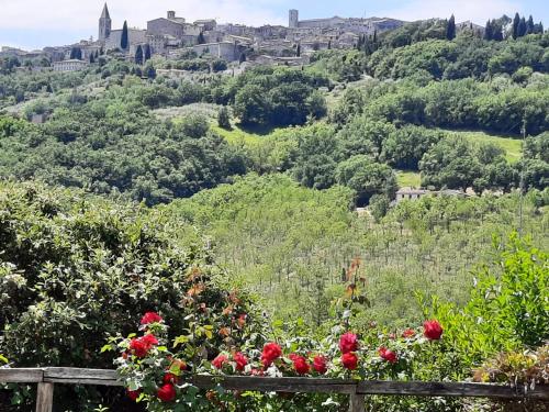 a view of a city from a hill with flowers at Agriturismo Borgo Montecucco in Todi