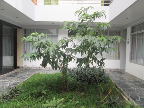 a small tree in front of a building at Hotel Villa Santa Ana in Quillabamba
