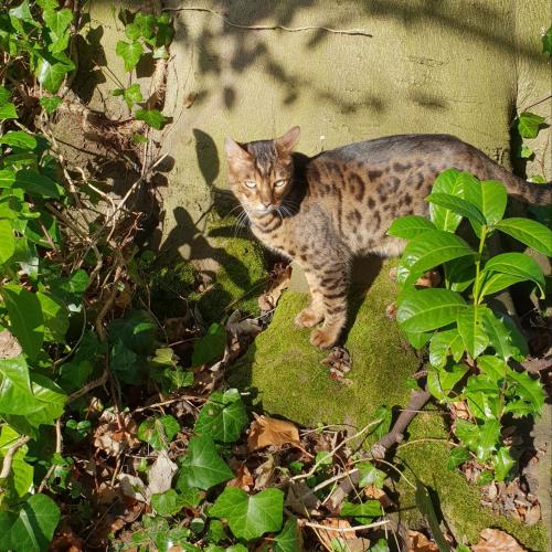 a cat is standing on some moss at les Myrrhophores et Spa, Chambres d'Hôtes et Gîtes de charme in Abbeville