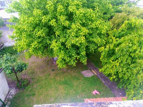 an overhead view of a tree in a yard at Alojamento Local, Cantinho Verde in Corroios