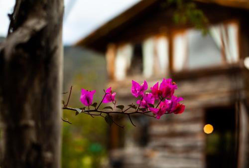 un ramo de flores rosas en una sucursal frente de un edificio en Cozy Log Cabin-Ojo de Agua-Villa de Leyva-WIFI, en Villa de Leyva