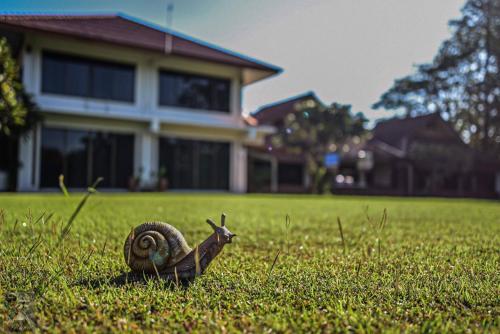 a snail sitting in the grass in front of a house at Serenity1 Homestay in Chiang Dao
