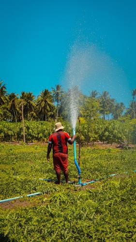 a man irrigating a field with a water hose at New Breeze Thoddoo Inn in Thoddoo