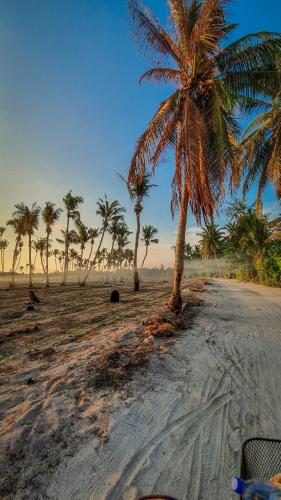 a group of palm trees on a sandy beach at New Breeze Thoddoo Inn in Thoddoo