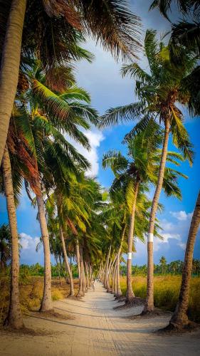 a row of palm trees on a dirt road at New Breeze Thoddoo Inn in Thoddoo