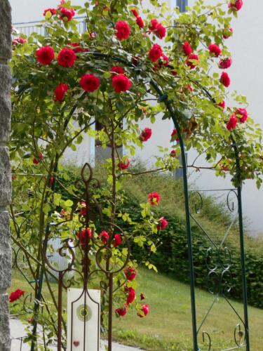 a bunch of red roses growing in a garden at Ferienwohnung Arberblick in Lam