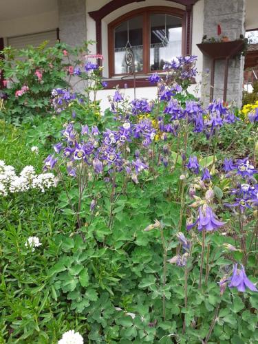 a garden of purple flowers in front of a house at Ferienwohnung Arberblick in Lam