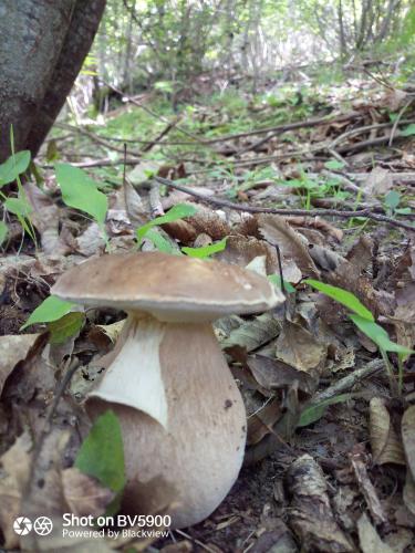 a mushroom sitting on the ground in the woods at Agriturismo Le Roghete in Acquapendente