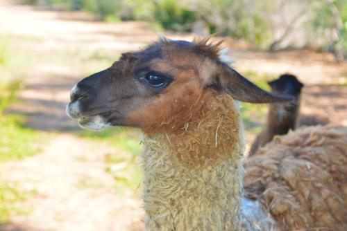 a brown llama standing next to another animal at Hotel Rurale Orti di Nora & SPA in Santa Margherita di Pula