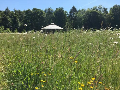 a field of tall grass with a gazebo in the middle at Hollicarrs - Dragonfly Lodge in York