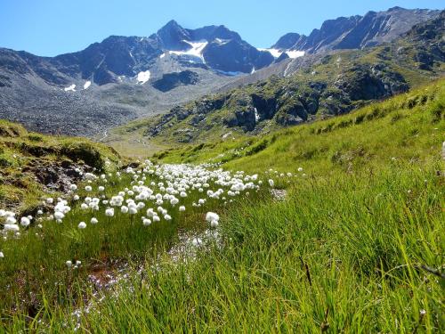 a field of white flowers on a hill with mountains at Dorfblick Appartements & Rooms in Senales