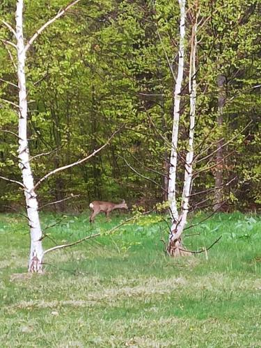 a deer running through a field with trees at Apartmani ZELENI MEDA in Mitrovac
