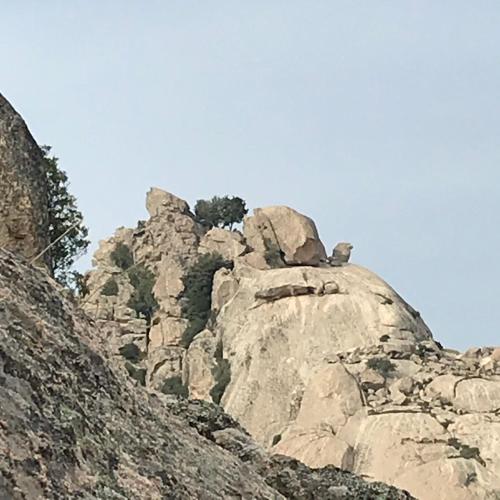 a large rock with a tree on top of it at Lu Palazzeddu in Aggius