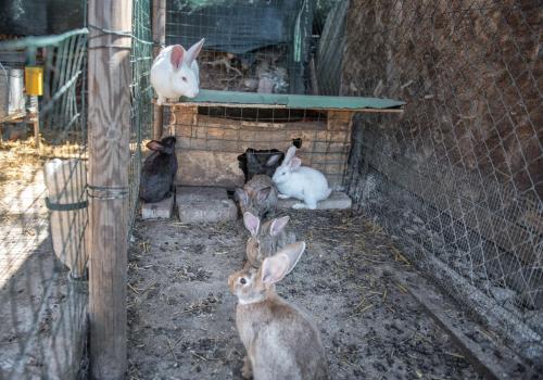 a group of rabbits sitting in a cage at L'Agrifoglio di Assisi Residenza di Campagna in Assisi