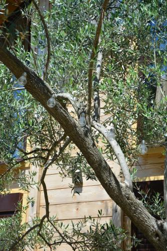 a branch of a tree with birds on it at OLEA COTTAGE in Ulcinj