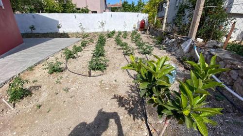 a garden with plants growing in the dirt at Cilek Butik Hotel in Cesme