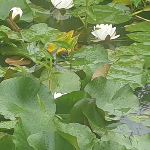 a pond with green leaves and white flowers at GRAZZANO ANTICA STAZIONE in Grazzano Visconti
