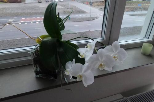 a vase with white flowers sitting on a window sill at Homestay - private room in an apartment in Gothenburg