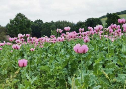 a field of pink flowers with trees in the background at Willkommen im Kalletal in Kalletal