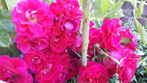 a bunch of pink flowers on a plant at Willkommen im Kalletal in Kalletal