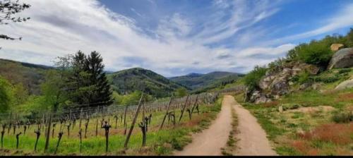 a dirt road in the middle of a vineyard at Gîte à Andlau in Andlau