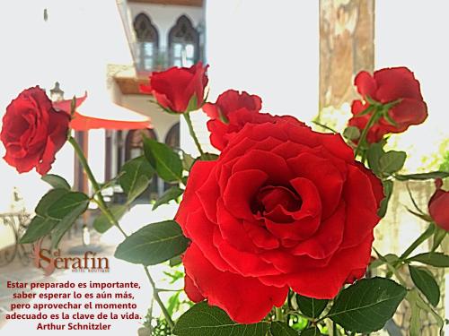 a bunch of red roses in a vase at El Serafin Hotel Boutique in Querétaro