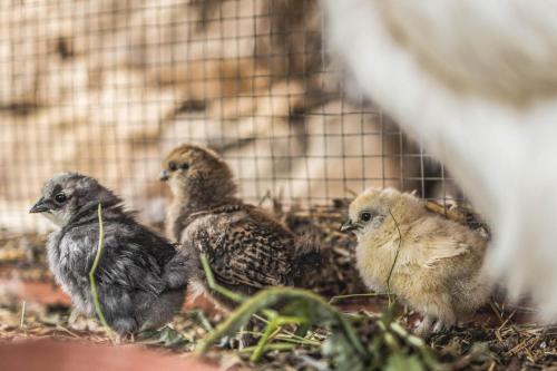 a group of birds standing in a cage at Tschafon Oberparnaihof in Collepietra