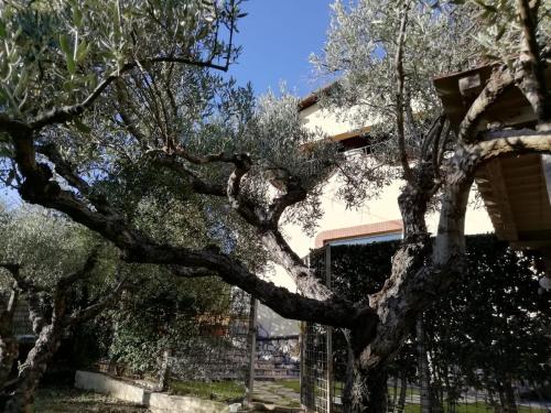 Gallery image of Alloggio per uso turistico Colomba Patrizia - Villa Concipat Rooms in Fonte Nuova