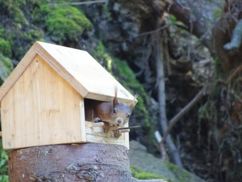 a squirrel sticking its head out of a wooden bird house at Waldurlaub Klingelborn im Sauerland in Balve