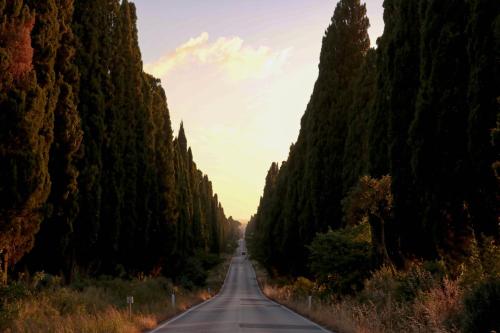 an empty road through a forest of trees at Relais Felciaino B&B in Bolgheri