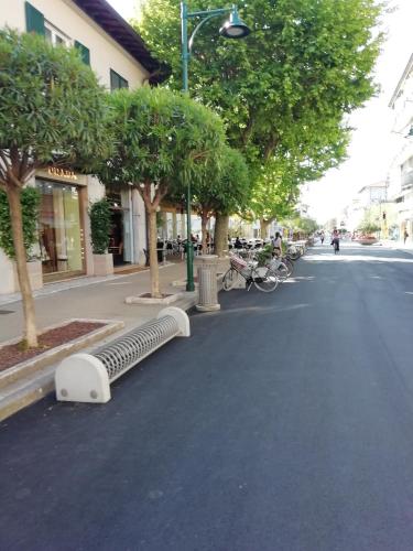 a street with trees on the side of the road at sole mare versilia in Cinquale