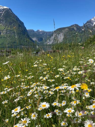 a field of flowers with mountains in the background at Apartment Stadler in Obertraun