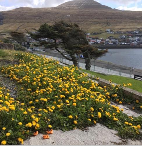 a field of yellow flowers with a tree in the background at The Atlantic view guest house, Sandavagur, Faroe Islands in Sandavágur