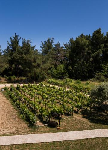a bunch of vines in a field with trees at Dionysus Apartments & Suites in Ierissos